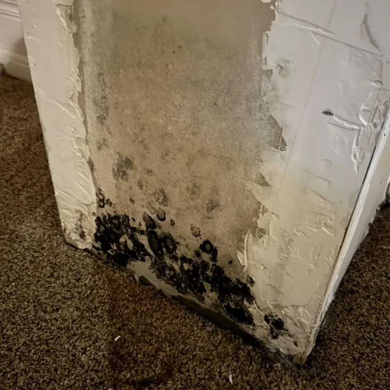 Professional Mold Removal in Jersey County, IL